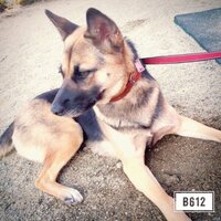 うちで飼っている犬なのですが 雑種です シェパードは多分確定だと思うので Yahoo 知恵袋