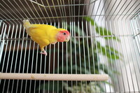 コザクラインコの性別について質問させてくださいね 写真のコザク Yahoo 知恵袋