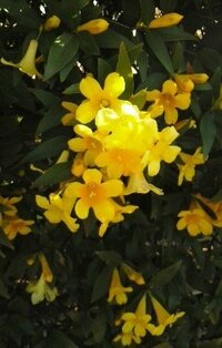 垣根に咲いてる黄色い花の名前をおしえてください カロライナジャスミンだと Yahoo 知恵袋