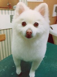 何犬に見えますか ポメラニアン Yahoo 知恵袋