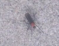 現在宮古島で大量発生している交尾虫 毎年この時期に大量発生し Yahoo 知恵袋