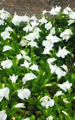 花壇に咲いてる背の低い白い花の名前をおしえてください サギゴケの白花です Yahoo 知恵袋