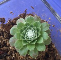 ほぼ放置してた多肉植物に白い綿の様な物がついていました これって害虫でしょうか Yahoo 知恵袋