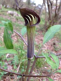 この山野草の名前を教えて下さい 食虫植物のウツボカズラみたい Yahoo 知恵袋