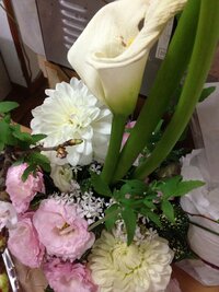 お花の名前を教えてください ダリアはわかりました 白い筒状の花 ピン Yahoo 知恵袋