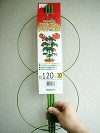 トマトの支柱ですが 一苗につき1本で良いのでしょうか ミニトマ Yahoo 知恵袋