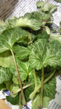 これは ゆきのした でしょうか 似ているだけでしょうか ユキノ Yahoo 知恵袋