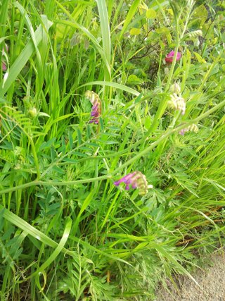 今日 道路沿いで画像のような植物を発見しました カラスノエンドウにしては花が多 Yahoo 知恵袋