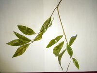 庭木のシラカシの病気について 庭木のシラカシの葉の Yahoo 知恵袋