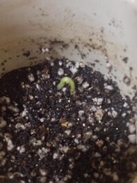 稲の種籾で鳩胸状態で発芽した芽が切れてしまった種籾を播種しても もう発芽は Yahoo 知恵袋