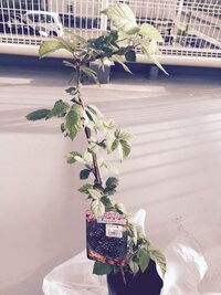 ブラックベリーの駆除２年前に植えたブラックベリーを駆除したいと考えて Yahoo 知恵袋