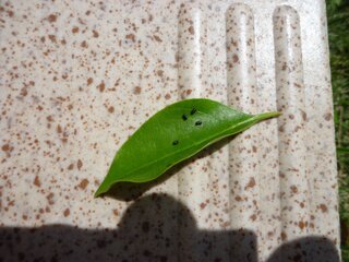 シマトネリコを植えています 葉っぱが食べられている様ですが 犯人が見えません Yahoo 知恵袋