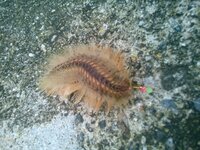 三重県の神島で魚釣りをしていたのですが 私の息子がとても気持ち悪い生き物を釣り Yahoo 知恵袋