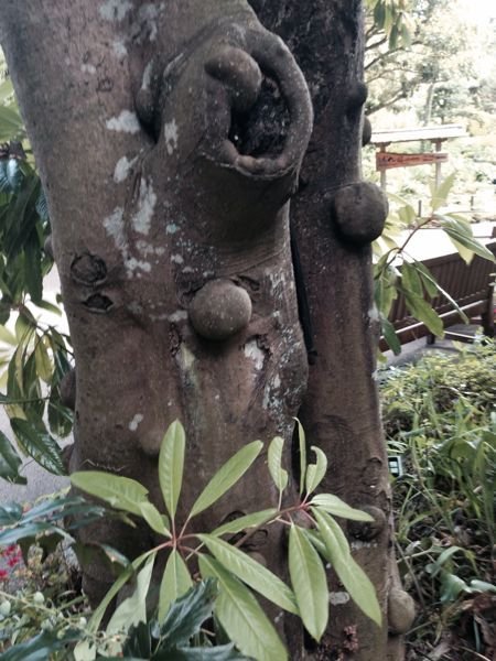 この木の名前をお教えください。また、こぶのようなものは何でしょうか