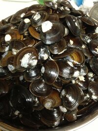 北海道室蘭の海岸の砂浜で取れた貝です 名前と食べれるかおしえてください Yahoo 知恵袋