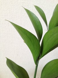 花屋さんで買ってきた切花の中に入っていた葉っぱが気になります。葉の裏の真ん中に1箇所、トゲ状の突起があります。なんと言う名前の植物なのか、教えて下さい。よろしくお願いします。 