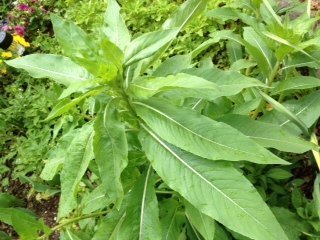 庭に知らない草が生えてました 手前に写ってる細長い葉っぱの草です こ Yahoo 知恵袋