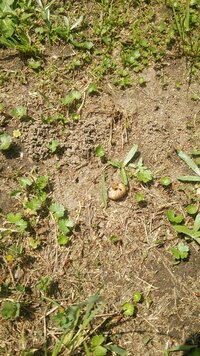 白菜の中から芋虫が出てきました 鮮やかでない緑に白い細い線が真ん中に入っていま Yahoo 知恵袋