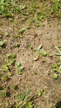 白菜の中から芋虫が出てきました 鮮やかでない緑に白い細い線が真ん中に入っていま Yahoo 知恵袋