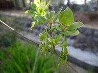 鉢植えでドウダンツツジを育てていますが 1年で伸びる新しい枝は10c Yahoo 知恵袋