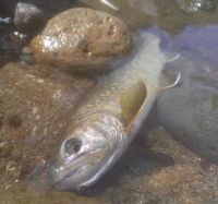 海で釣った スズキ は 刺身で食べてはいけないのでしょうか 詳しい方教 Yahoo 知恵袋