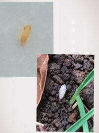 最近 庭の草木に白いぴょんぴょんと跳ねる虫が付いているんですが この虫は草 Yahoo 知恵袋