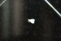 小さい白い虫が大量発生しています 山の家です 夜になると明かりの洩れている Yahoo 知恵袋