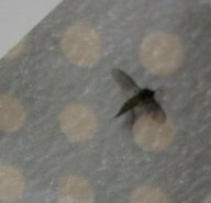 この虫はなんですか 蚊よりも小さく 人にまとわりついて飛ぶのでとてもうざいです Yahoo 知恵袋