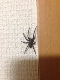 今朝部屋に大きな黒い蜘蛛がいました下の画像の蜘蛛なんですが調べてみたらアシダカ Yahoo 知恵袋