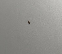 このすごく小さな虫の名前がわかる方はいらっしゃいませんか 部屋の机におりました Yahoo 知恵袋