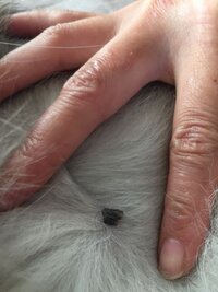 飼っている猫に長い毛が1本だけ生えていました 引っ張っても抜けませ Yahoo 知恵袋