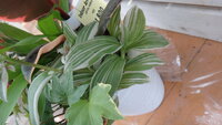この観葉植物の名前を教えてください 写真は複数の植物が植えられていますが 真ん Yahoo 知恵袋