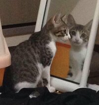 心霊写真？鏡の中の猫がこっちを見ている…？
この写真っておかしいですか？、 