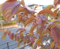 苔玉の旭山桜の盆栽ですが 花が咲いた後 葉っぱが一か所から三枚出ただけで Yahoo 知恵袋