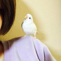 セキセイインコさんとの遊び方について悩んでおります セキセイインコの男の子１ Yahoo 知恵袋