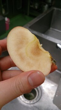 このりんごは腐ってる 蜜 3日 もしくは5日前に納品されたりんごです 記憶が Yahoo 知恵袋