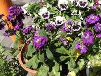 学校の理科の授業でパンジーの花を分解し並べて各部分の名前を調べました Yahoo 知恵袋