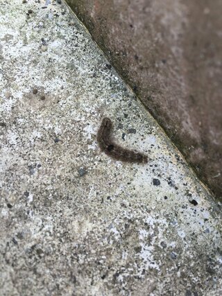 家の基礎や壁で最近見かけます 今年初めて見ました この毛虫のような虫 Yahoo 知恵袋
