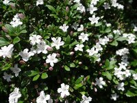 木に咲く花の名前を教えて下さい 小さな白い花がたくさん咲いて可愛いです 写真を Yahoo 知恵袋