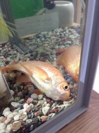 金魚が瀕死です 沈んで横たわっていますがたまに動きます 私にできることがあれ Yahoo 知恵袋