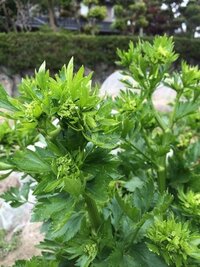 セロリに 花が咲いてしまいました 茎の根元も丸い状態です これは 食べら Yahoo 知恵袋