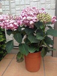 紫陽花の育て方についてです 母の日に鉢植えの紫陽花をもらいましたが日 Yahoo 知恵袋