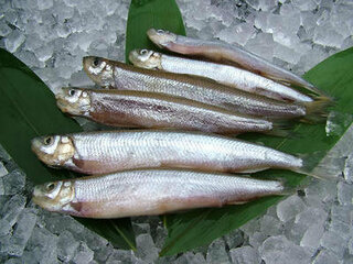 北海道の チカ という魚の味は ワカサギとは別物の味ですか あ Yahoo 知恵袋