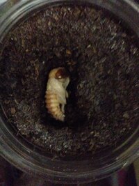ニジイロクワガタの幼虫が蛹になりましたがマットの上でなってしまいまし Yahoo 知恵袋