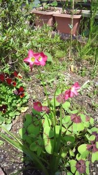 花が朝から昼間の間に開いて夕方から閉じていく花なんですけど名前を知っ Yahoo 知恵袋