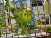 インコのためにハコベをプランターで育てています 大量に生えてきたのでプラ Yahoo 知恵袋