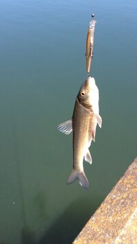 魚肉ソーセージで川魚は釣れますか 釣れるとしたらどんな魚が釣れますか Yahoo 知恵袋