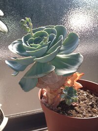 花の苗を コメリ でよく買っています 値段もさほど高く無いですし 品 Yahoo 知恵袋