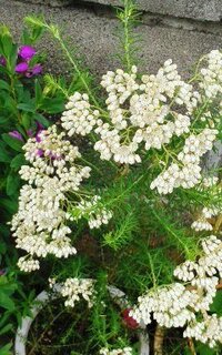 植木鉢に咲く白い小さな花の名前をおしえてください キク科の ラ Yahoo 知恵袋