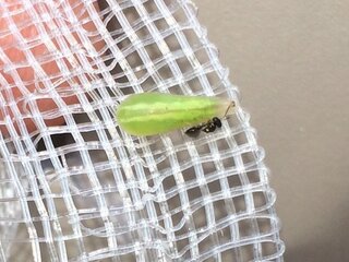 パンジーの花の付近に緑色の虫が大量にいました ウジ虫っぽい形と動きを Yahoo 知恵袋